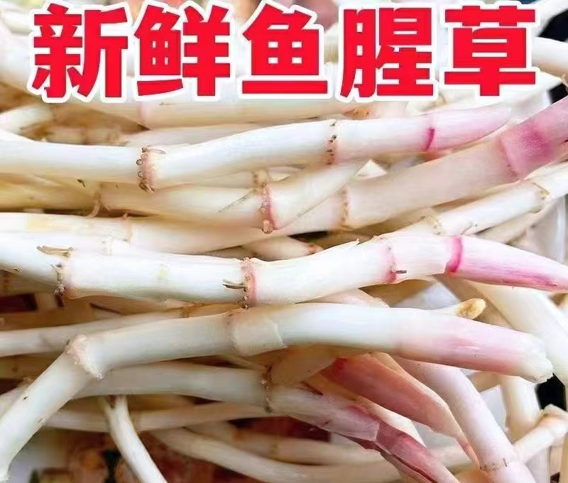 鱼腥草嫩根折耳草当季节嫩根鲜嫩脆爽保质保量包邮