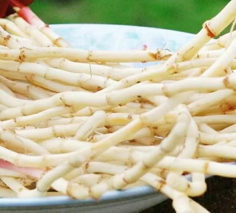 鱼腥草嫩根折耳草当季节嫩根鲜嫩脆爽保质保量包邮
