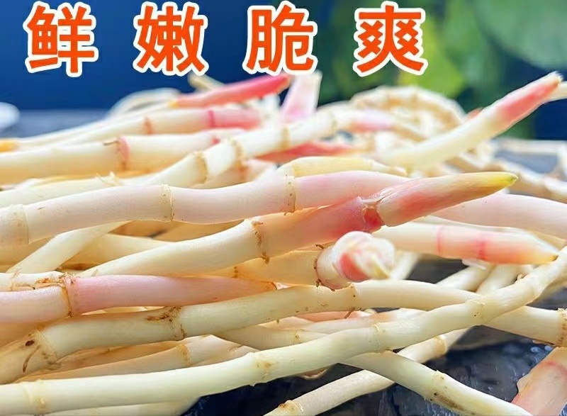 鱼腥草嫩根折耳草当季节嫩根鲜嫩脆爽保质保量包邮