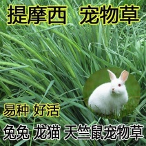牧草种子兔子吃的草提摩西种子猫尾草种子牧草喂养兔子爱吃的