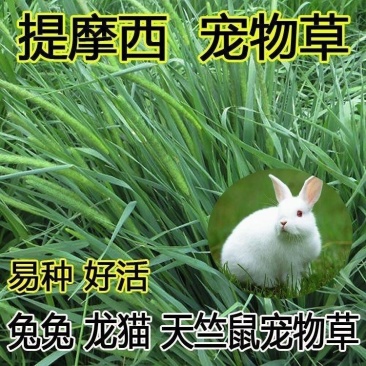 牧草种子兔子吃的草提摩西种子猫尾草种子牧草喂养兔子爱吃的