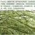 牧草种子兔子吃的草提摩西种子猫尾草种子牧草喂养兔子爱吃的