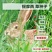 牧草种子兔子吃的草提摩西种子猫尾草种子牧草喂养兔子爱吃的