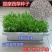 牧草种子兔子吃的草提摩西种子猫尾草种子牧草喂养兔子爱吃的