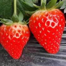 沂源县专业代收甜宝草莓，欢迎新老客户来电洽谈合作。