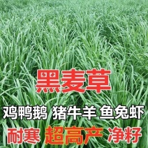 多年生黑麦草种子四季牧草种子高产多年生四季常青冻不死草种