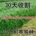 多年生黑麦草种子四季牧草种子高产多年生四季常青冻不死草种