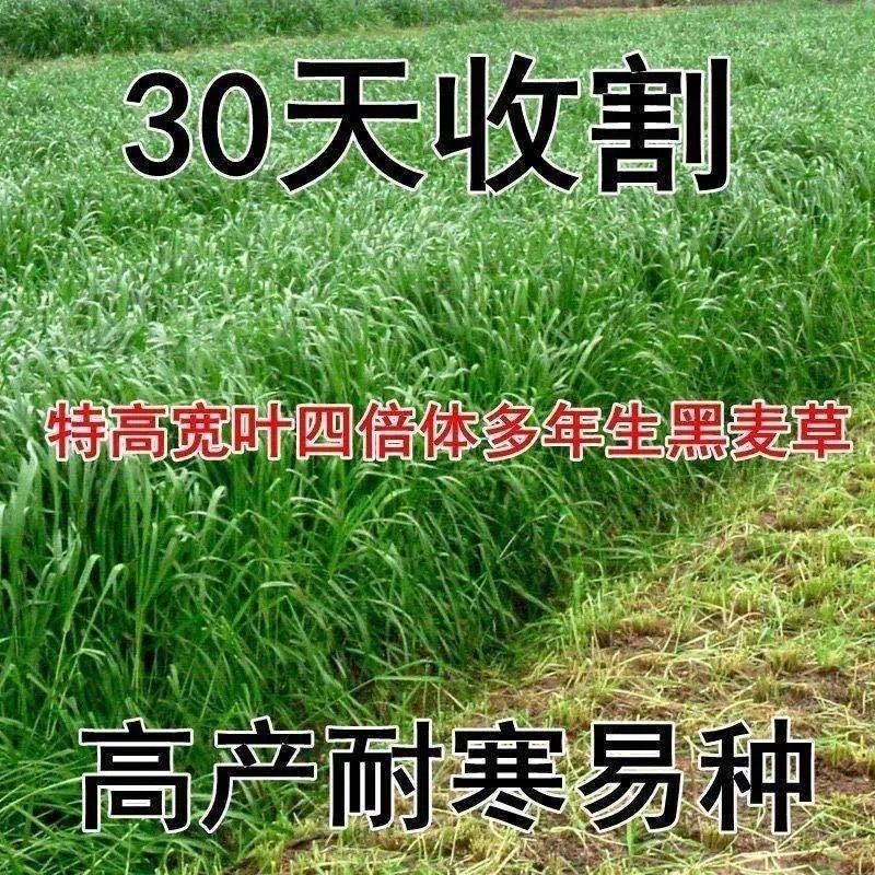 多年生黑麦草种子四季牧草种子高产多年生四季常青冻不死草种