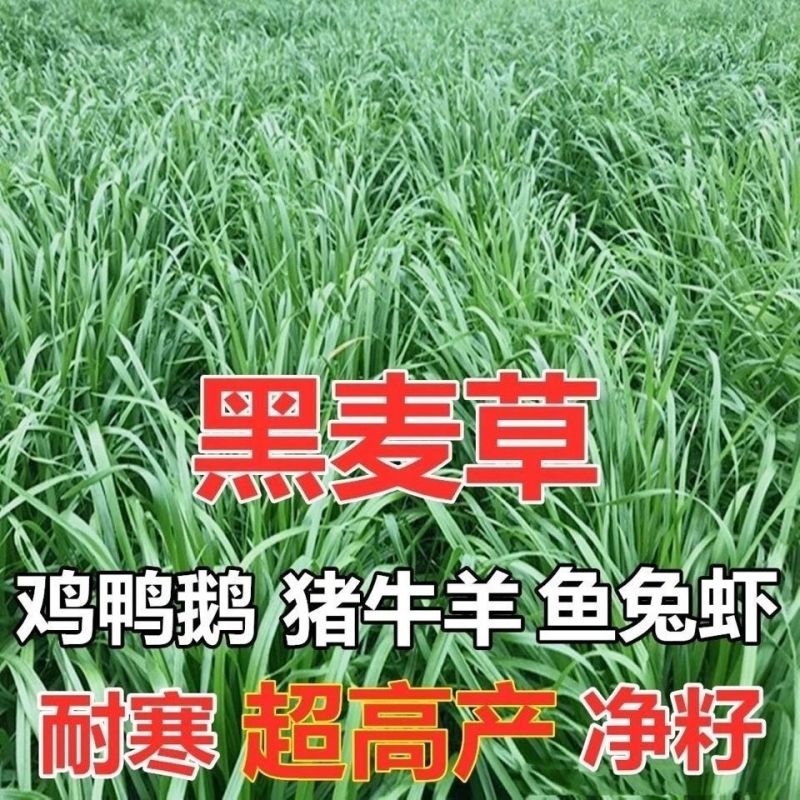 多年生黑麦草种子四季牧草种子高产多年生四季常青冻不死草种