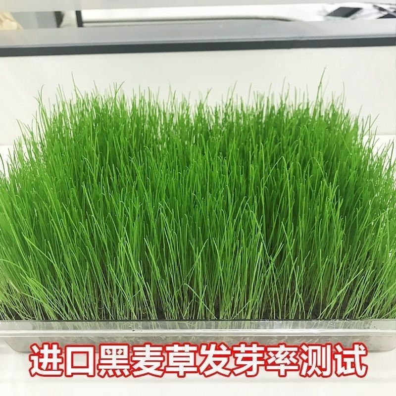 多年生黑麦草种子四季牧草种子高产多年生四季常青冻不死草种