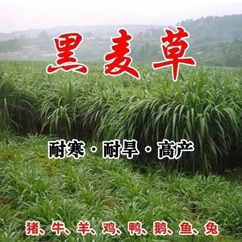 多年生黑麦草种子四季牧草种子高产多年生四季常青冻不死草种