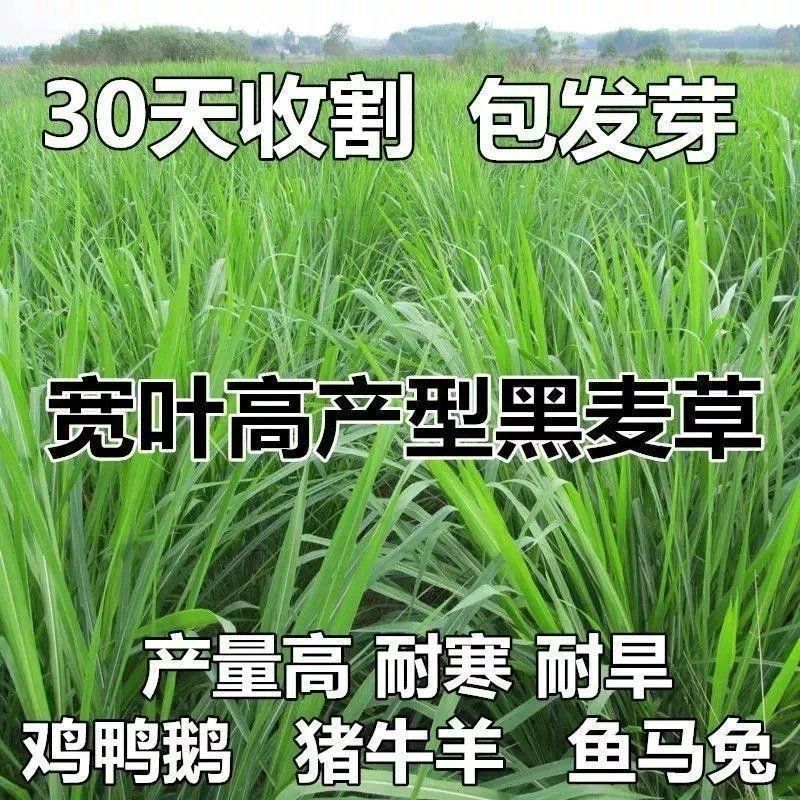 多年生黑麦草种子四季牧草种子高产多年生四季常青冻不死草种