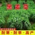 多年生黑麦草种子四季牧草种子高产多年生四季常青冻不死草种