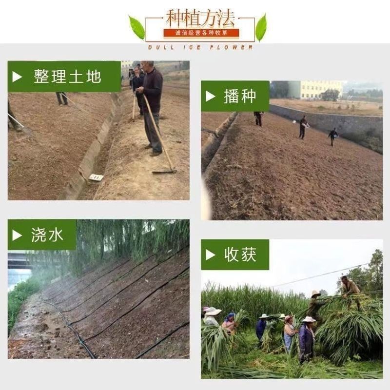 多年生黑麦草种子四季牧草种子高产多年生四季常青冻不死草种