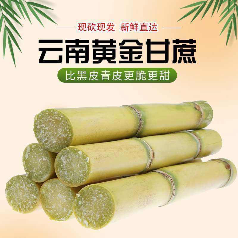 【优选商家】黄金甘蔗，云南黄金甘蔗，黄皮甘蔗，产地发货