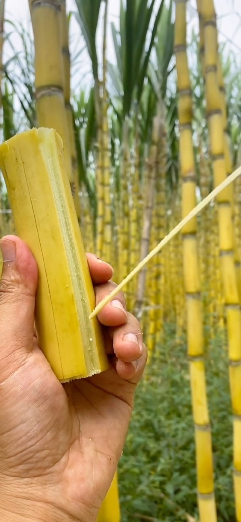 【优选商家】黄金甘蔗，云南黄金甘蔗，黄皮甘蔗，产地发货