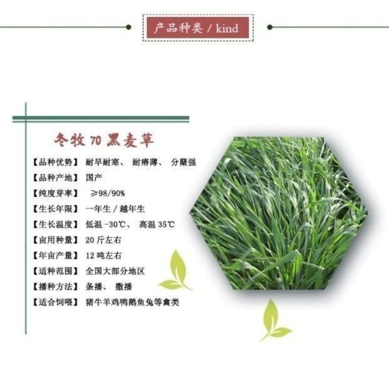 冬牧70黑麦草种子秋冬宽叶麦草耐寒高产蓄牧草猪牛羊鸡鸭鹅