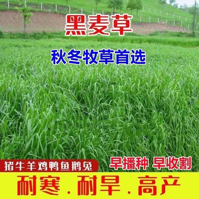 冬牧70黑麦草种子秋冬宽叶麦草耐寒高产蓄牧草猪牛羊鸡鸭鹅