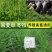 冬牧70黑麦草种子秋冬宽叶麦草耐寒高产蓄牧草猪牛羊鸡鸭鹅