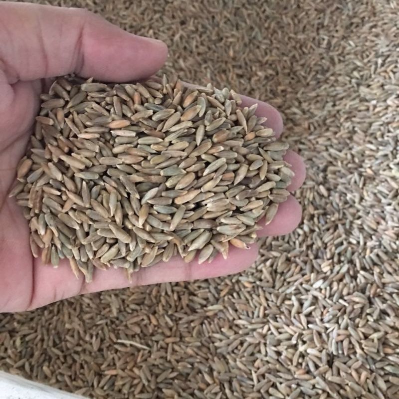 冬牧70黑麦草种子秋冬宽叶麦草耐寒高产蓄牧草猪牛羊鸡鸭鹅