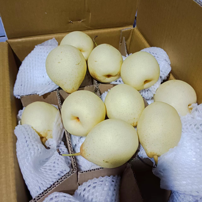 水晶鸭梨赵县鸭梨一手货源对接商超档口欢迎各地下单