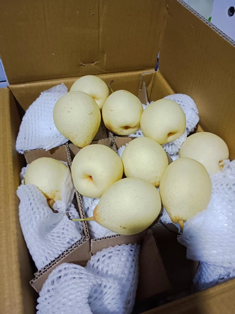 水晶鸭梨赵县鸭梨一手货源对接商超档口欢迎各地下单