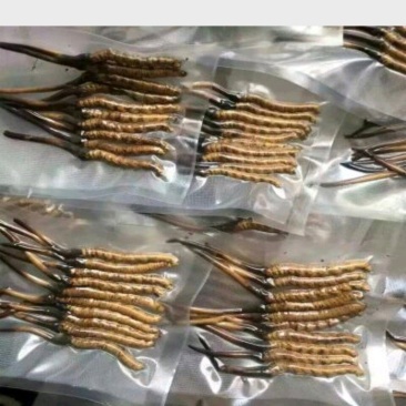 【实力供应】冬虫夏草袋装盒装可视频看货诚信经营