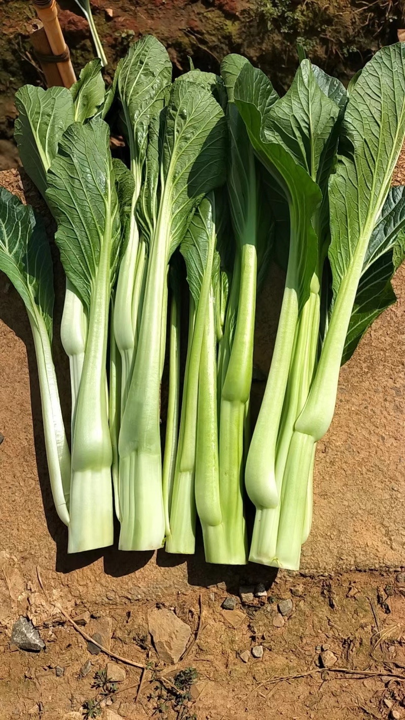 菜心