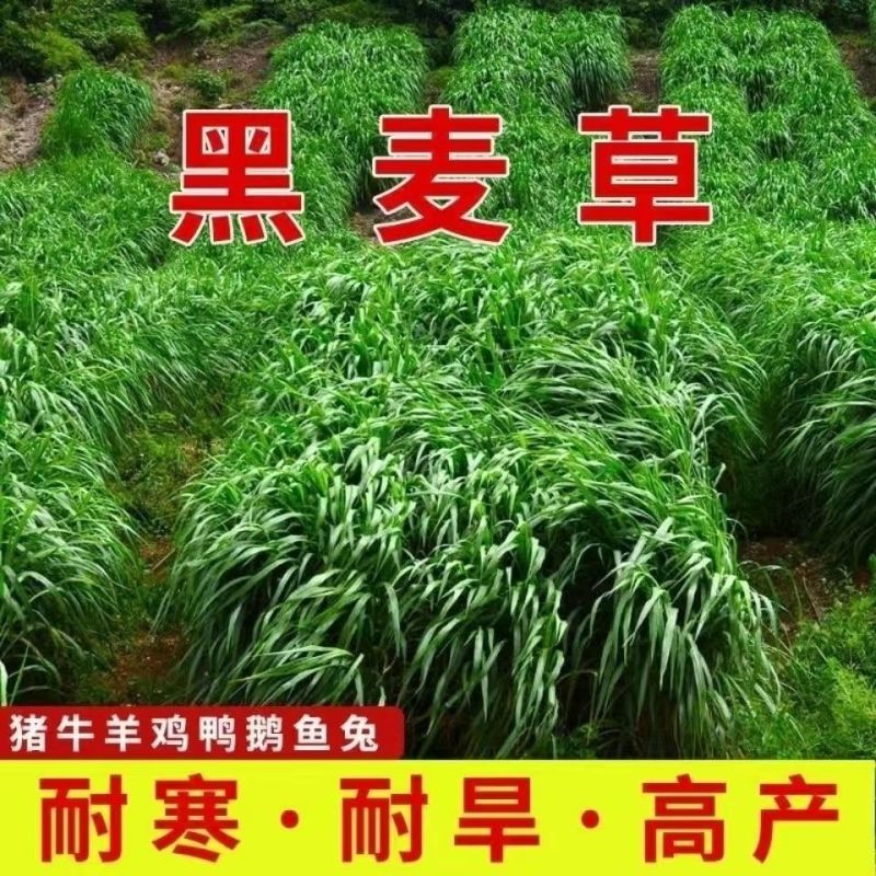 多年生黑麦草种子大叶再生冬牧70四季牧草种子猪牛鸡兔畜牧