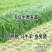 多年生黑麦草种子大叶再生冬牧70四季牧草种子猪牛鸡兔畜牧