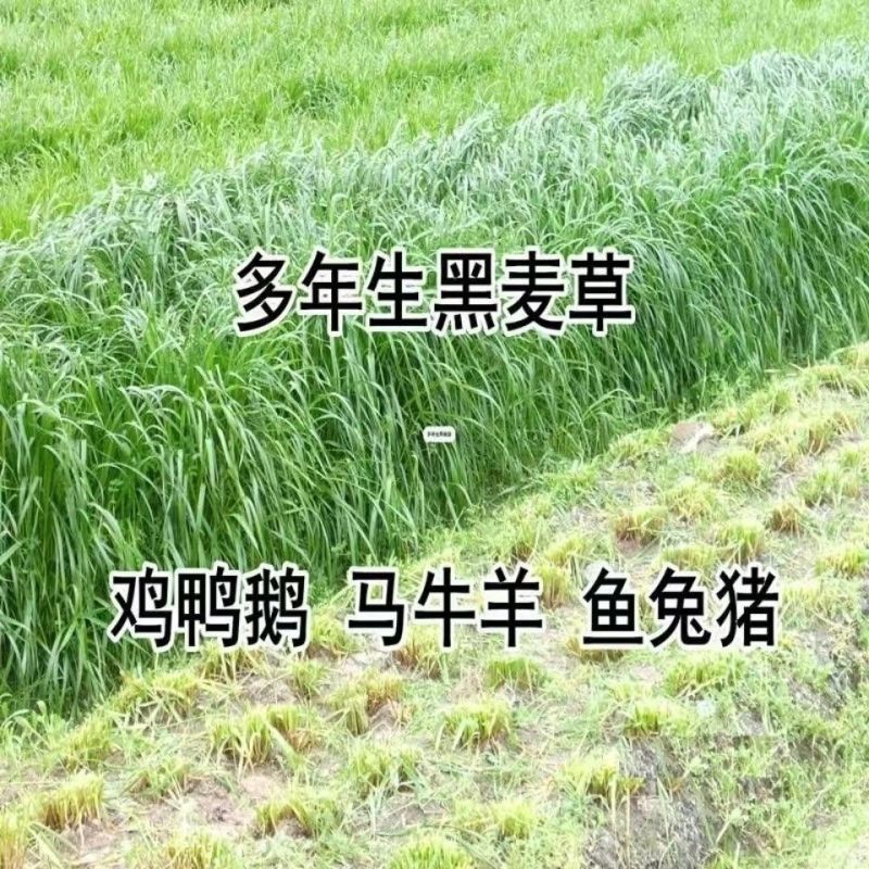 多年生黑麦草种子大叶再生冬牧70四季牧草种子猪牛鸡兔畜牧