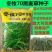 多年生黑麦草种子大叶再生冬牧70四季牧草种子猪牛鸡兔畜牧