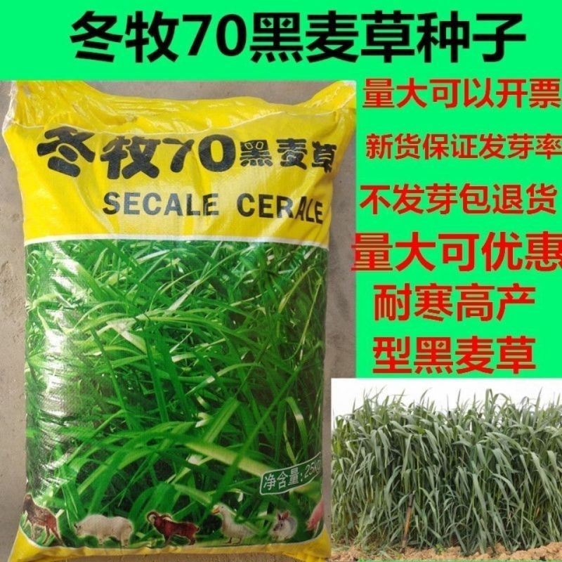 多年生黑麦草种子大叶再生冬牧70四季牧草种子猪牛鸡兔畜牧