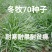 多年生黑麦草种子大叶再生冬牧70四季牧草种子猪牛鸡兔畜牧