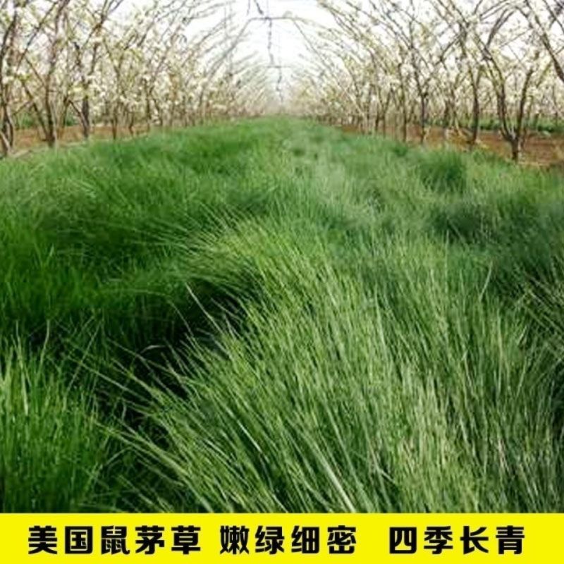 鼠茅草种果园绿肥鼠茅草草种鼠茅草种子鼠毛草种籽