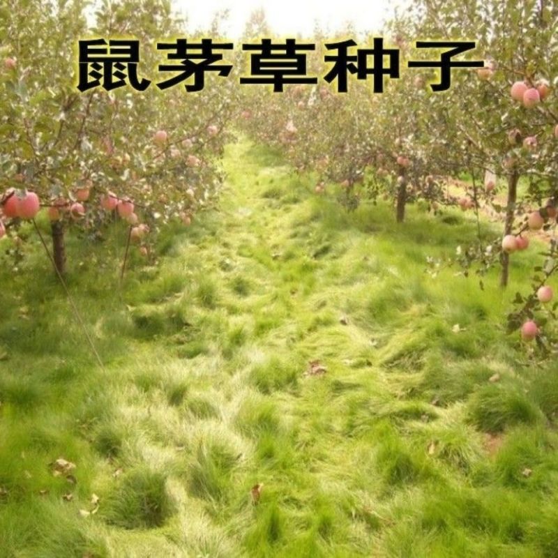 鼠茅草种果园绿肥鼠茅草草种鼠茅草种子鼠毛草种籽