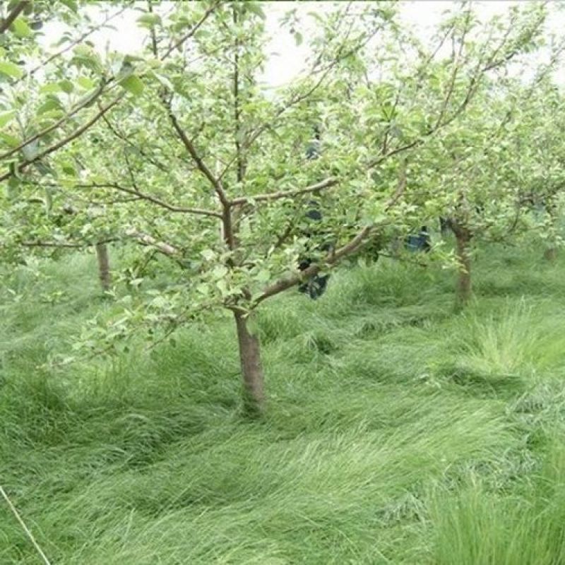鼠茅草种果园绿肥鼠茅草草种鼠茅草种子鼠毛草种籽