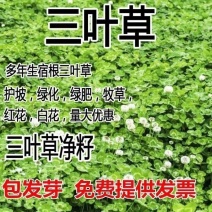 优质红三叶草种子白三叶草种籽子四季多年生种籽果园绿化阳台