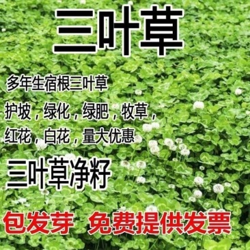 优质红三叶草种子白三叶草种籽子四季多年生种籽果园绿化阳台