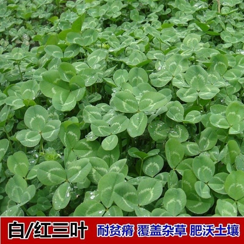 优质红三叶草种子白三叶草种籽子四季多年生种籽果园绿化阳台