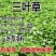 优质红三叶草种子白三叶草种籽子四季多年生种籽果园绿化阳台