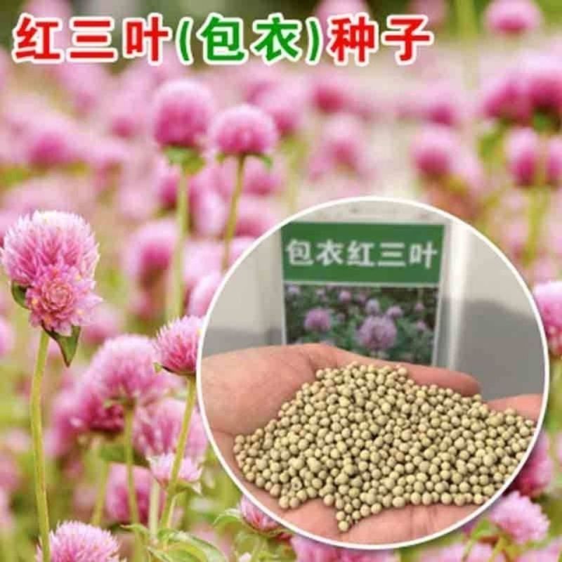 优质红三叶草种子白三叶草种籽子四季多年生种籽果园绿化阳台