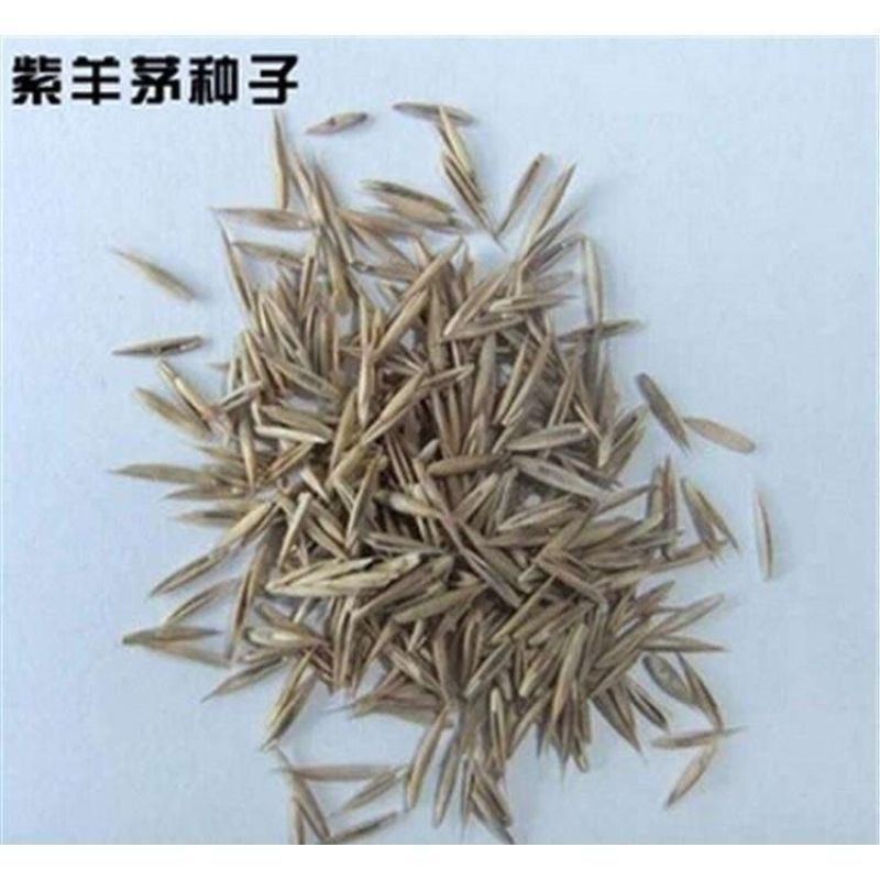 紫羊茅种子紫羊茅草种草籽紫羊毛种子四季常青护坡紫羊茅草坪