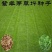 紫羊茅种子紫羊茅草种草籽紫羊毛种子四季常青护坡紫羊茅草坪