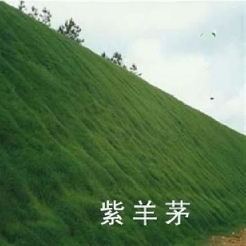 紫羊茅种子紫羊茅草种草籽紫羊毛种子四季常青护坡紫羊茅草坪