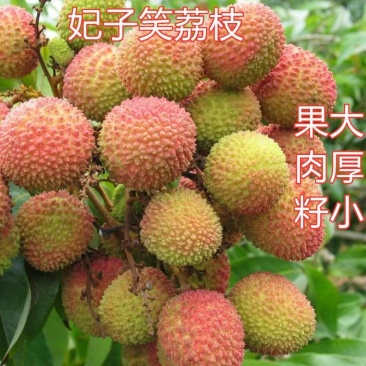 广西容县妃子笑荔枝稼接苗成活率高产地直发欢迎老板电联
