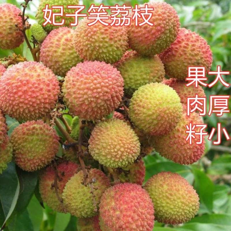 广西容县妃子笑荔枝稼接苗成活率高产地直发欢迎老板电联