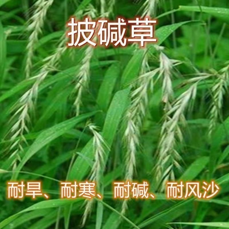 披碱草种子护坡固土草籽耐盐碱风沙草坪种子碱茅草种子四季牧