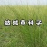披碱草种子护坡固土草籽耐盐碱风沙草坪种子碱茅草种子四季牧
