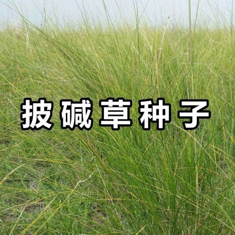 披碱草种子护坡固土草籽耐盐碱风沙草坪种子碱茅草种子四季牧
